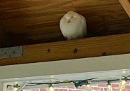 White bird in a gazebo in Dorchester Lower Mills