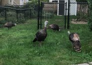 Bunch of turkeys