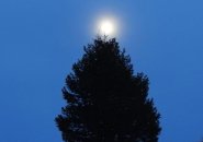 Moon over tree at Millennium Park