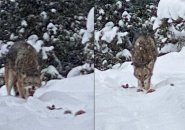 Advancing coyote successful  the Arboretum