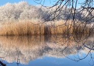 Snow covered reeds along the Charles River