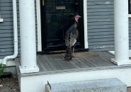 Turkey on steps of church rectory in Cambridge