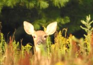 Deer with big ears