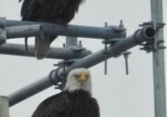 Two eagles in West Roxbury