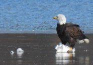 Eagle eating a seagull on the ice at Jamaica Pllain