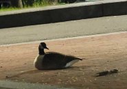 Goose at police headquarters