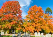 Bright orange trees at Forest Hills Cemetery