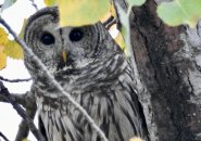 Barred owl in Belle Isle Marsh