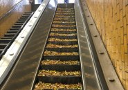 Escalator covered in leaves at Bowdoin station