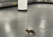 Rabbit at Logan Airport