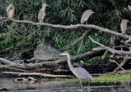 Great blue heron and four black-crowned night herons 