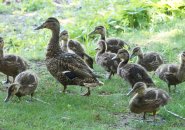 Duck and ducklings at Jamaica Pond