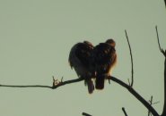 Pair of red-tailed hawks form a heart shape on a branch