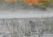Great blue heron in the mist