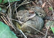 Two bunnies in their nest in the West End