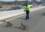 Goslings being corraled on I-93 southbound