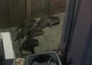 Raccoon family skulking around Charlestown