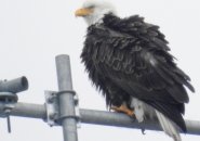 Ruffled feathers on an eagle bird