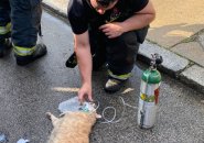 Cat getting oxygen is saved