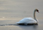 Swan on Jamaica Pond
