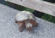 Snapping turtle in Alewife Brook Reservation