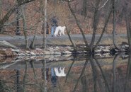 Dog walking reflections on Jamaica Plain