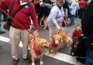 Therapy dogs in Copley Square