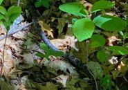 Timber rattlesnake or eastern milk snake?