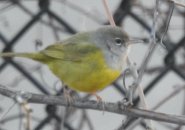 MacGillivray's Warbler on Mission Hill