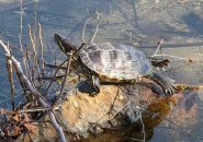 Turtle in Jamaica Pond