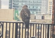 Hawk on a patio railing at the Boston Athenaeum