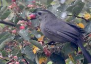 Catbird with a berry