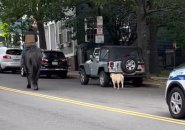 A horse, a dog and a police escort on Bunker Hill Street