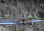 A beaver in water with some fresh greens