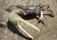 Male fiddler crabs are small, with one oversized claw