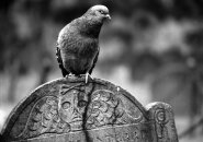 Pigeon perched on a tombstone at the Granary Burying Ground