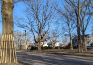 Trees with protective wooden hula skirts on VFW Parkway