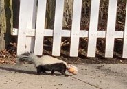 Skunk on a sidewalk with its head stuck in a jar of peanut butter