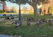 A lot of turkeys in Quincy