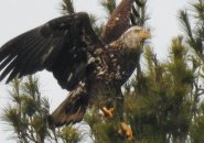 Maturing eagle