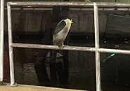 Night heron at Lovejoy Wharf