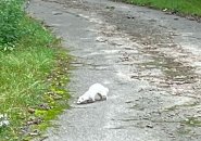White weasel in Franklin Park, possibly rabid