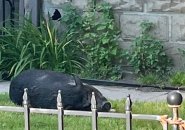 Black pig in Centre Street front yard