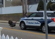 Turkey charging a Boston Police cruiser