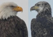 Two eagles spotted at Millennium Park