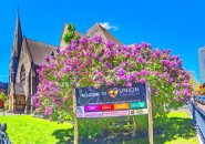 Lilacs at Union Church n the South End