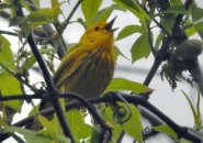 Yellow Warbler at Millnnium Park in full sing