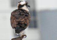 Young osprey in Squantum
