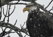 A young bald eagle in a tree in West Roxbury