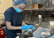 Burned cat getting treated at Angell